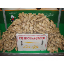 Professional Ginger Supplier Fresh Ginger